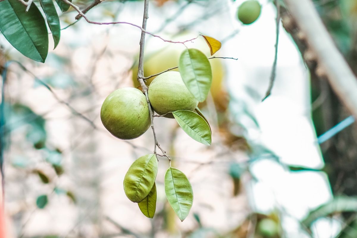  Cây trái mùa hạ - níu giữ kí ức thơ